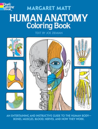 Human anatomy coloring - human,